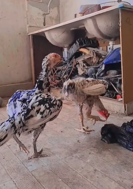 جوز دجاج كوبرا